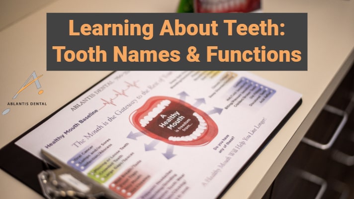 Learning About Teeth: Names & Functions